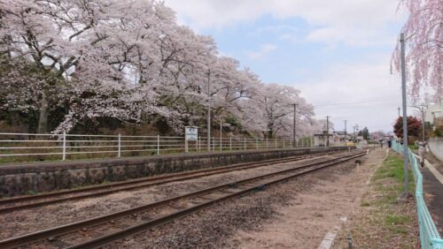 舞木駅の桜①