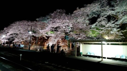 舞木駅の桜④