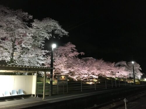 舞木駅の桜⑥