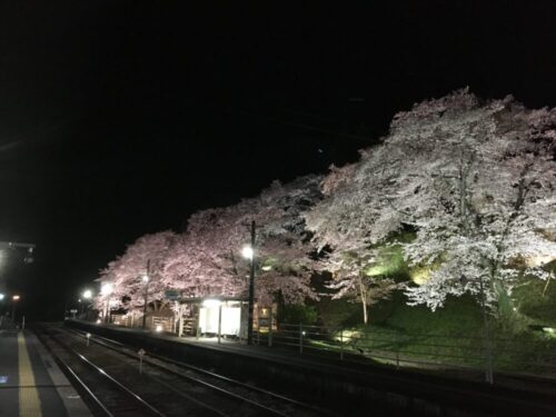舞木駅の桜⑤