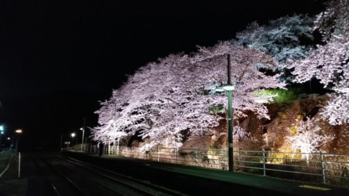 舞木駅桜ライトアップ2