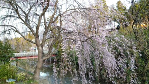 しだれ桜①