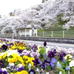 舞木駅の桜③