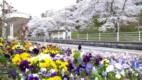 舞木駅の桜③