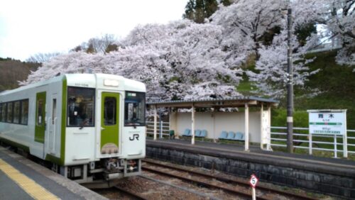 舞木駅の桜②