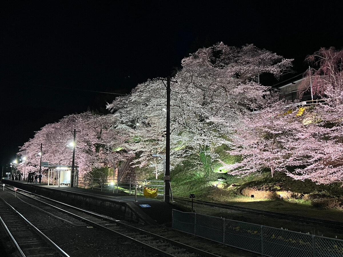 舞木駅の桜②